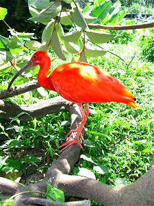 Eudocimus ruber, Guará, No Mangal das Garças em Belém