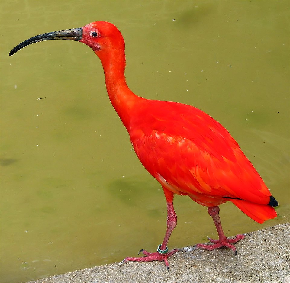 Scarlet Ibis Eudocimus ruber at the Cotswold Wildlife Park, Oxfordshire, England.