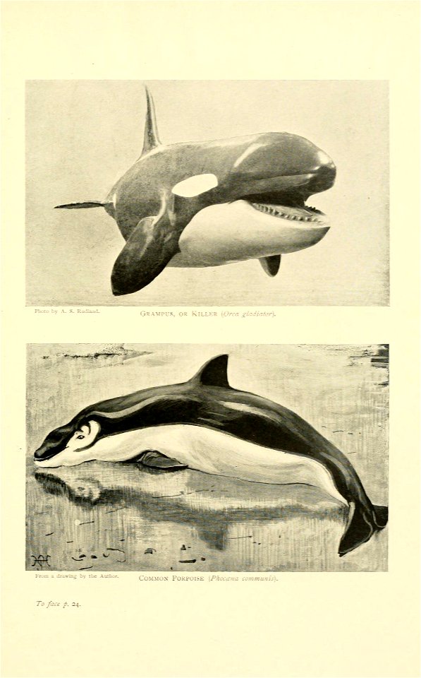Grampus, Killer, and Common Porpoise