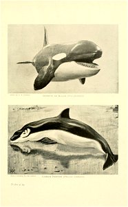 Grampus, Killer, and Common Porpoise photo