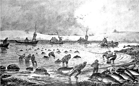 Marsvinefangst Gamborg Fjord