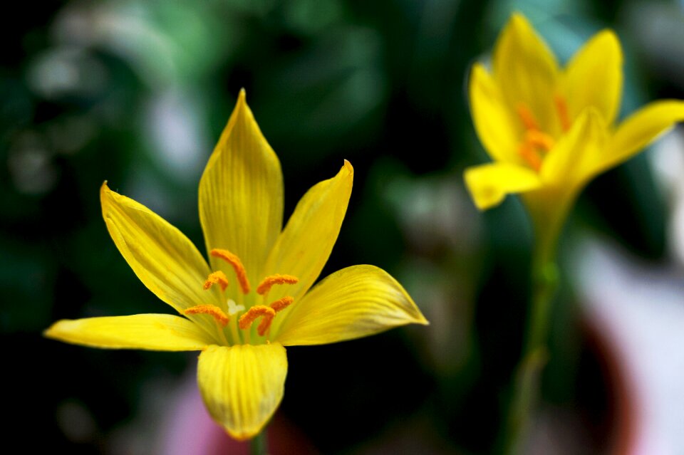 Bloom flower plant
