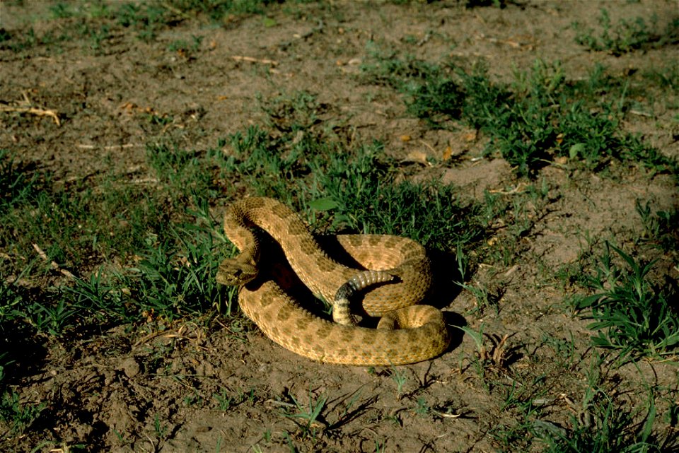 A prairie rattlesnake (Crotalus viridis nuntius) in New Mexico