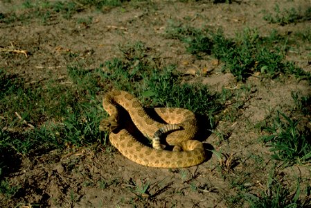 A prairie rattlesnake (Crotalus viridis nuntius) in New Mexico