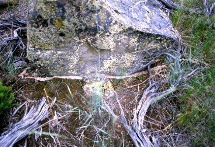Rattlesnake skin