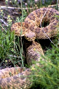 Prairie Rattlesnake, Crotalus viridis virdis, Yellowstone National Park, 1990