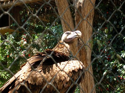 Vulture, either Aegypius monachus or Torgos tracheliotus. Taken in the Zoological Center of Tel Aviv-Ramat Gan, Israel photo