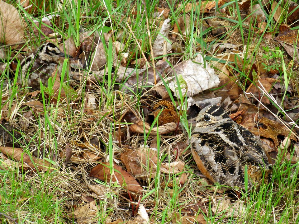 Woodcock and Chicks