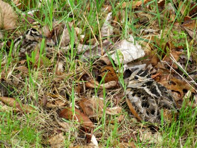 Woodcock and Chicks