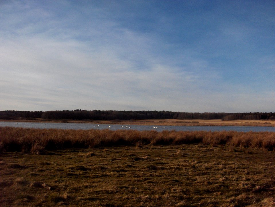 Angarnsjöängen in Stockholm, Sweden. The white birds are most likely Whooper Swans (Cygnus cygnus in Latin). Photographed by me in spring 2008.