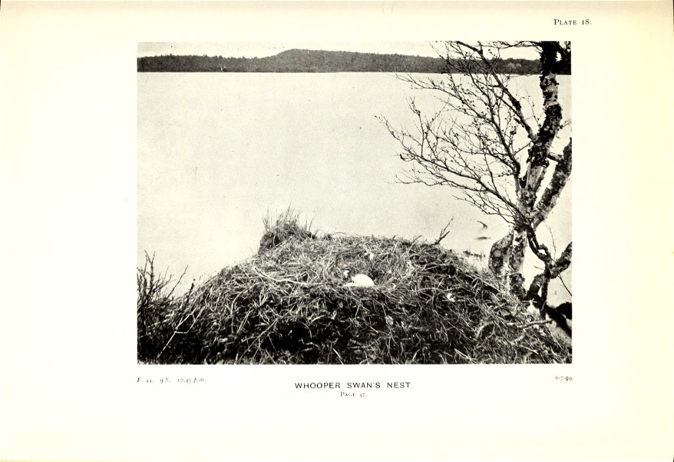 Three summers among the birds of Russian Lapland /