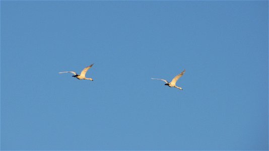 Cygnus cygnus flying in Jalasjärvi, Finland.