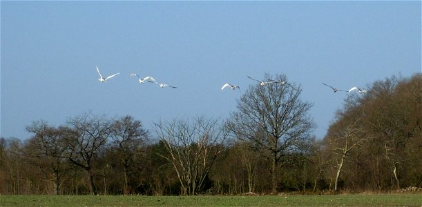 Cygnus cygnus flying
