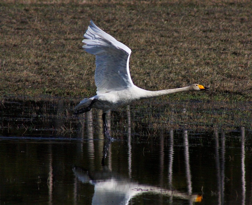 Whooper swan (Cygnus cygnus) taking flight in Haukipudas, Northern Ostrobothnia.