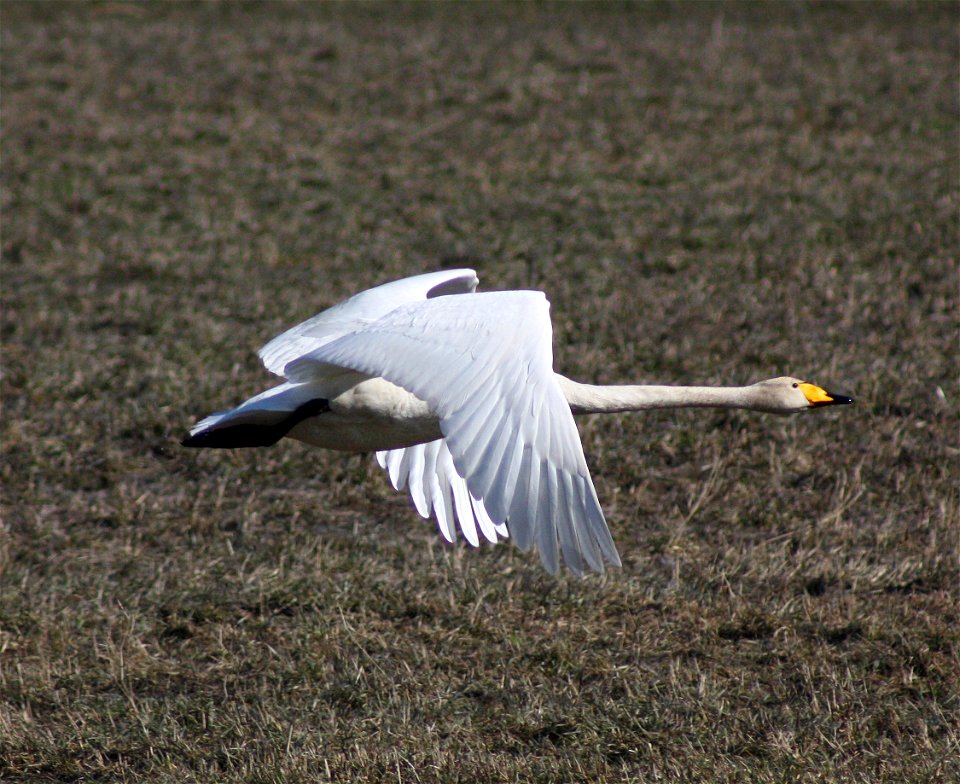 Whooper swan (Cygnus cygnus) in flight in Haukipudas, Northern Ostrobothnia.