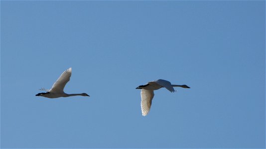 Cygnus cygnus flying in Jalasjärvi, Finland.