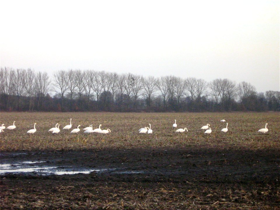 Singschwäne (Cygnus cygnus) als Wintergäste auf einem Maisstoppelfeld in der Havelniederung bei Falkenthal (Gemeinde Löwenberger Land, Landkreis Oberhavel, Brandenburg