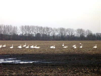 Singschwäne (Cygnus cygnus) als Wintergäste auf einem Maisstoppelfeld in der Havelniederung bei Falkenthal (Gemeinde Löwenberger Land, Landkreis Oberhavel, Brandenburg