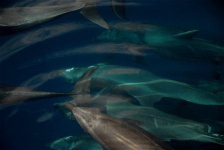 Underwater view of pod of bottlenose dolphins (Tursiops truncatus)