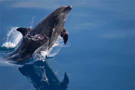 Bottlenose dolphin (Tursiops truncatus) breaching photo