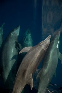 Underwater view of bowriding bottlenose dolphin (Tursiops truncatus)