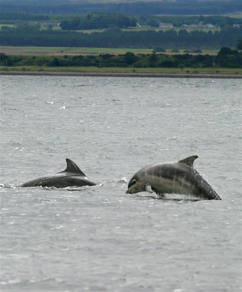 Baby bottlenose dolphin shannonry point 2006