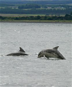 Baby bottlenose dolphin shannonry point 2006 photo