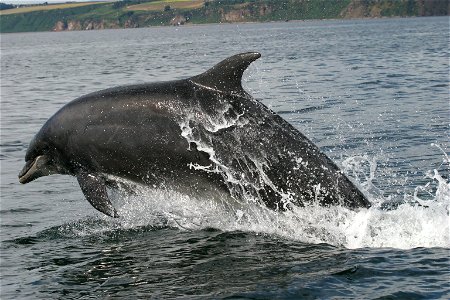 Bottlenose dolphin photo