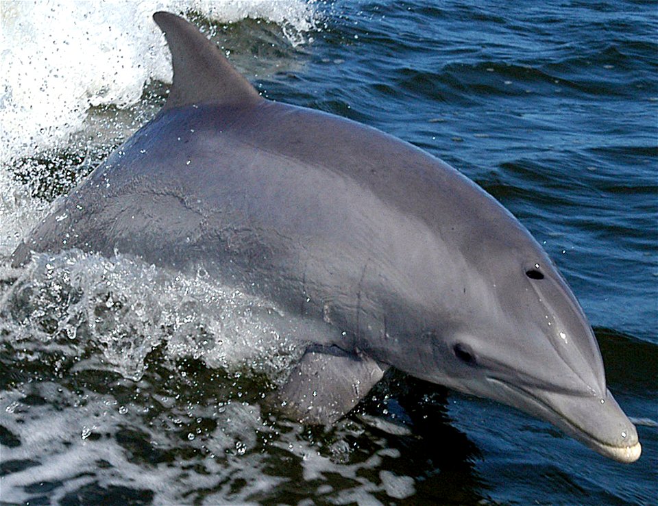 Bottlenose Dolphin - Tursiops truncatus A dolphin surfs the wake of a research boat on the Banana River - near the  Kennedy Space Center.