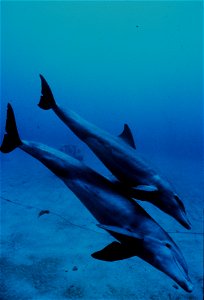 Bottlenose dolphin mother and juvenile photo