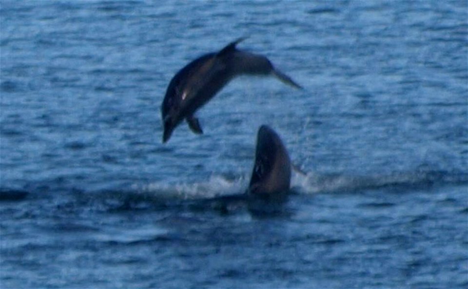 Bottlenose dolphins play in Sruwaddacon Estuary, Broadhaven Bay, Kilcommon, Erris, County Mayo, Ireland.  16th August 2010.