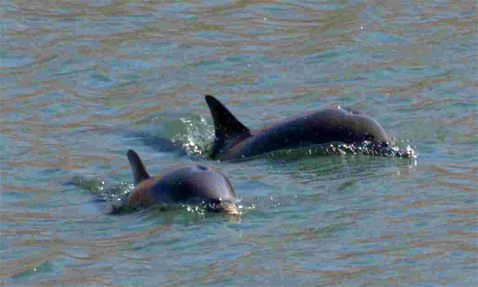 Delfines en el puerto de Gijón o El Musel, en el Principado de Asturias