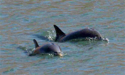 Delfines en el puerto de Gijón o El Musel, en el Principado de Asturias
