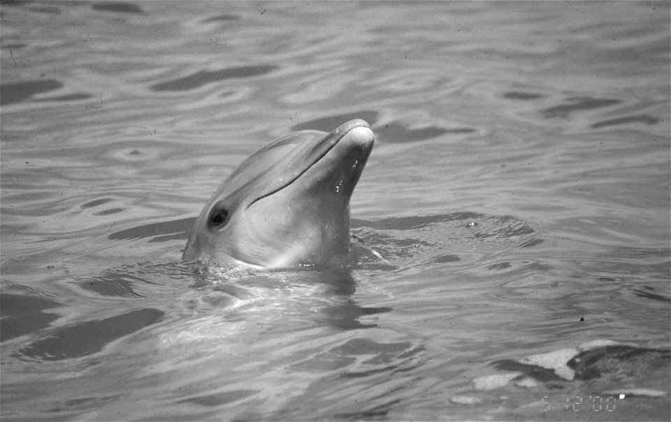 Dolphin- Bottlenose, NPSPhoto, 2001 (2)