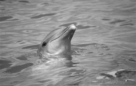 Dolphin- Bottlenose, NPSPhoto, 2001 (2) photo