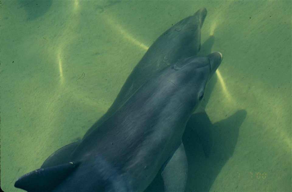 Dolphin- Bottlenose, NPSPhoto, 2001 (1)