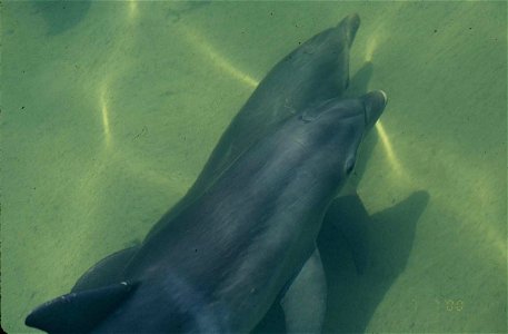 Dolphin- Bottlenose, NPSPhoto, 2001 (1) photo