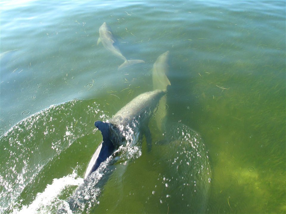 Dolphins (1), NPSPhoto
