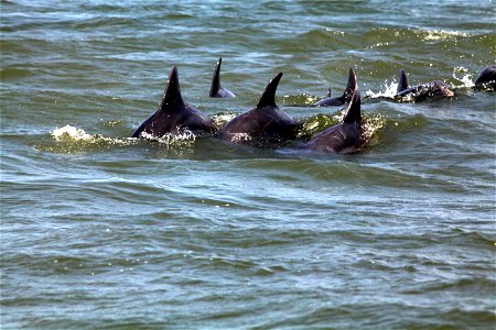 Dolphins in the Gulf near Port Fourchon. 

Photo by Tom MacKenzie, U.S. Fish and WIldlife Service
