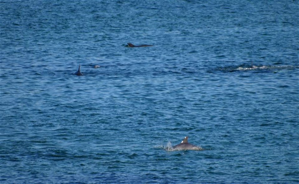 Dolphins playing in Sruwaddacon Estuary just below Glengad, Erris, Co. Mayo.  August 2010
