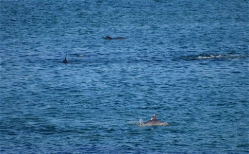 Dolphins playing in Sruwaddacon Estuary just below Glengad, Erris, Co. Mayo.  August 2010