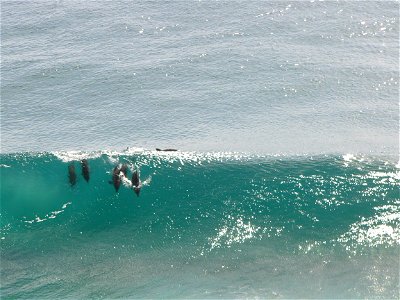 Dolphins 'surfing' a wave at Snapper Rocks, Queensland Australia. photo