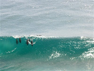 Dolphins 'surfing' a wave at Snapper Rocks, Queensland Australia.
