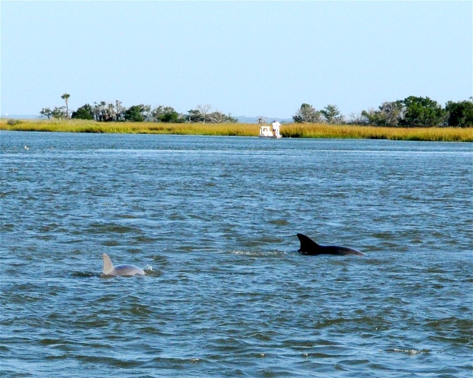 Dolphins playing and feeding.
October 13, 2012 - Savannah, GA
Refuge Week celebration at Wassaw NWR.

photo by Garry Tucker, USFWS