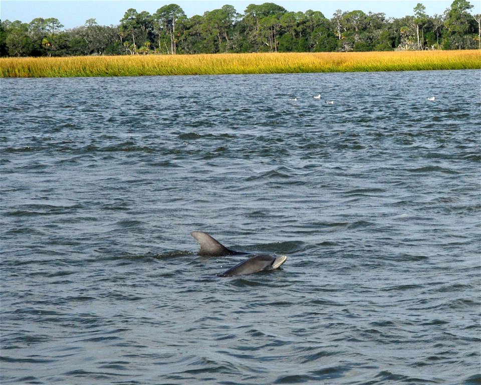 Dolphins playing and feeding.
October 13, 2012 - Savannah, GA
Refuge Week celebration at Wassaw NWR.

photo by Garry Tucker, USFWS