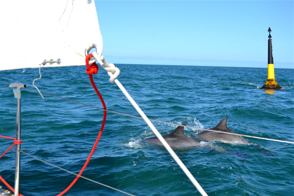 Dolphins by the Island of Bréat in Bretagne, France