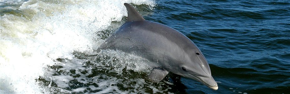 File:Tursiops truncatus 01.jpg cropped with only the body of the dolphin.
