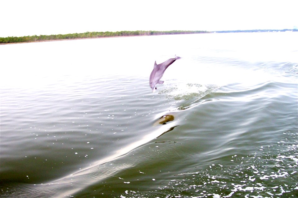 Bottlenose Dolphin (a calf) at play in Perdido Bay, near Orange Beach, Baldwin County, Alabama.