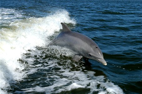 Bottlenose Dolphin - Tursiops truncatus A dolphin surfs the wake of a research boat on the Banana River - near the Kennedy Space Center. photo