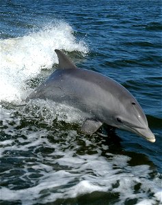 Bottlenose Dolphin - Tursiops truncatus A dolphin surfs the wake of a research boat on the Banana River - near the Kennedy Space Center. photo